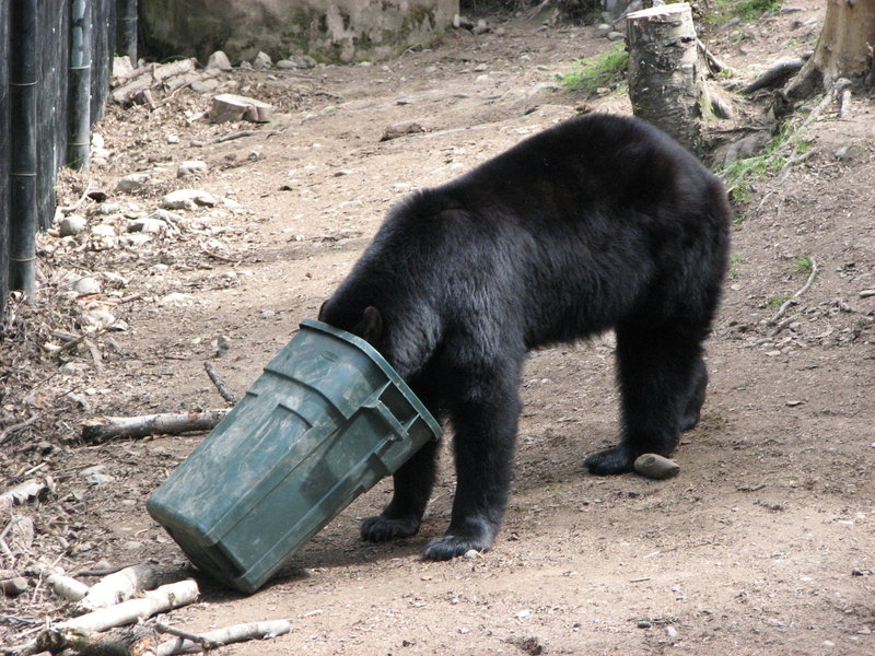 Black Bear and Trash Can