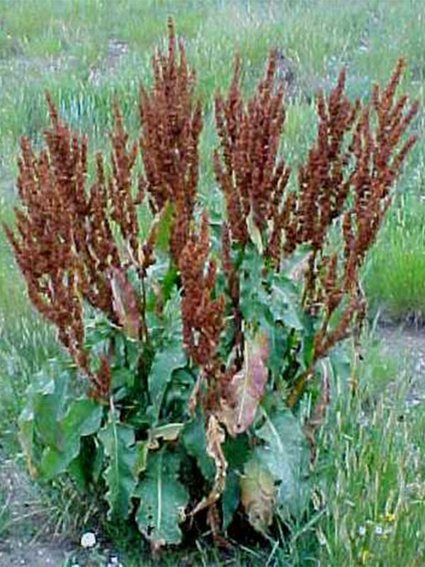 Photo of noxious weed Curly Dock