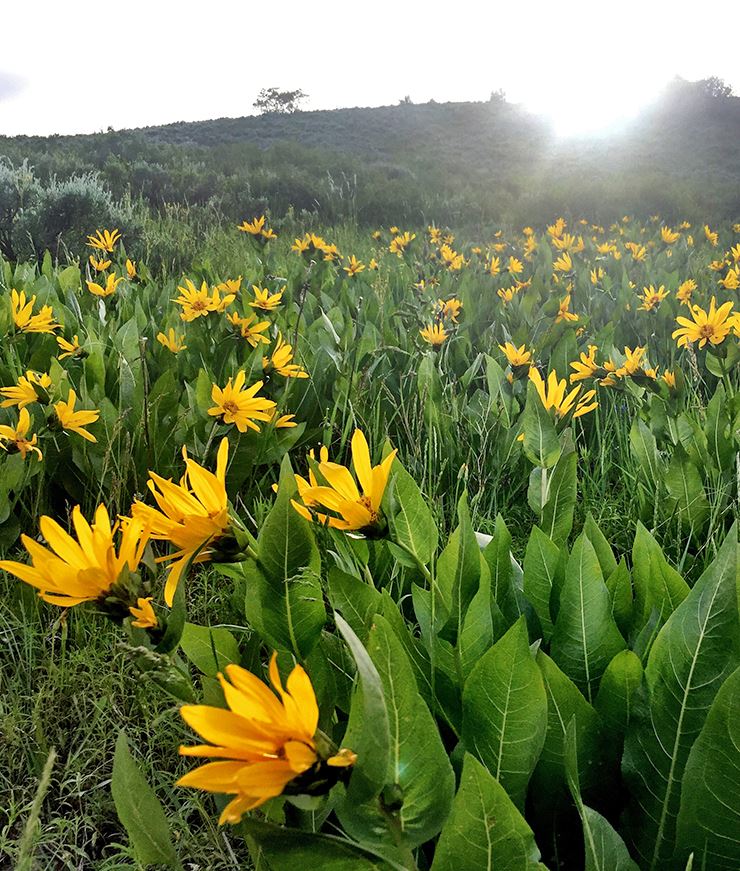 Wildflowers in public land