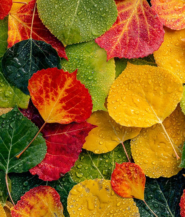 Colorful aspen leaves on the ground